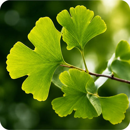 Ginkgo Biloba  (120 mg)