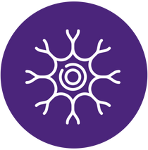 Supports Nerve Health